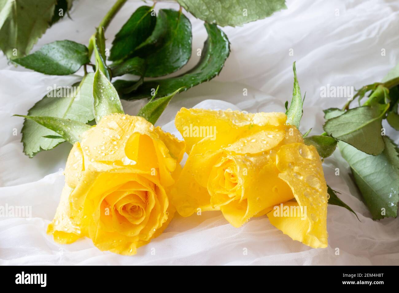 Yellow rose with water drops - white background Stock Photo - Alamy, image size:1300x956