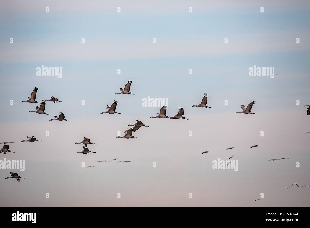 Sandhill Cranes (Grus canadensis) take flight at the Merced National ...