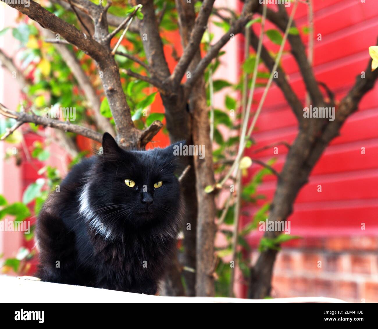 Front portrait of a black cat with nice white collar, sitting on a wall in a street, with some foliage in the background. Stock Photo