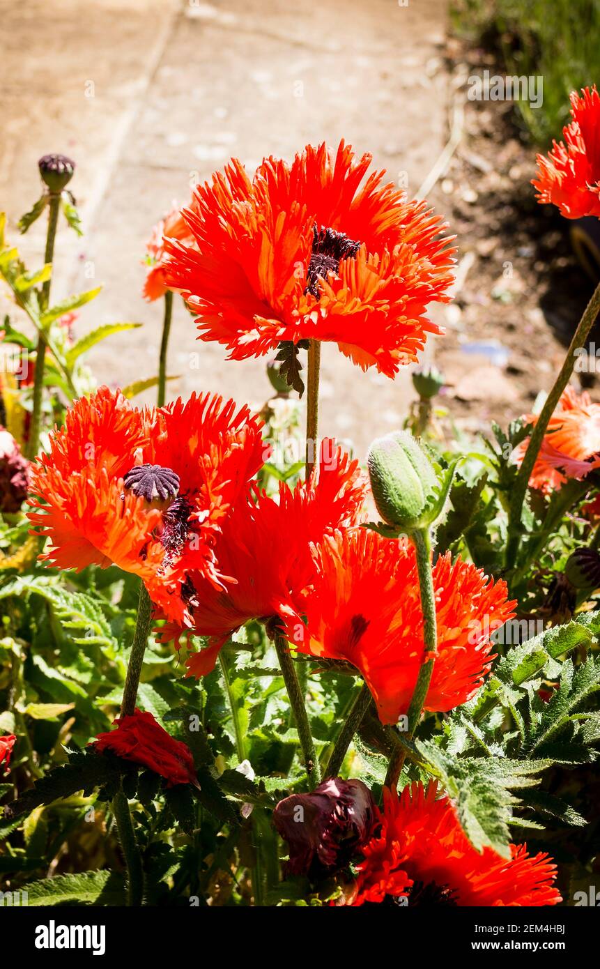 Eye-catching bright red poppies of Papaver orientale Turkenlouis growing in a mixed herbaceious bed in an English garden in June Stock Photo