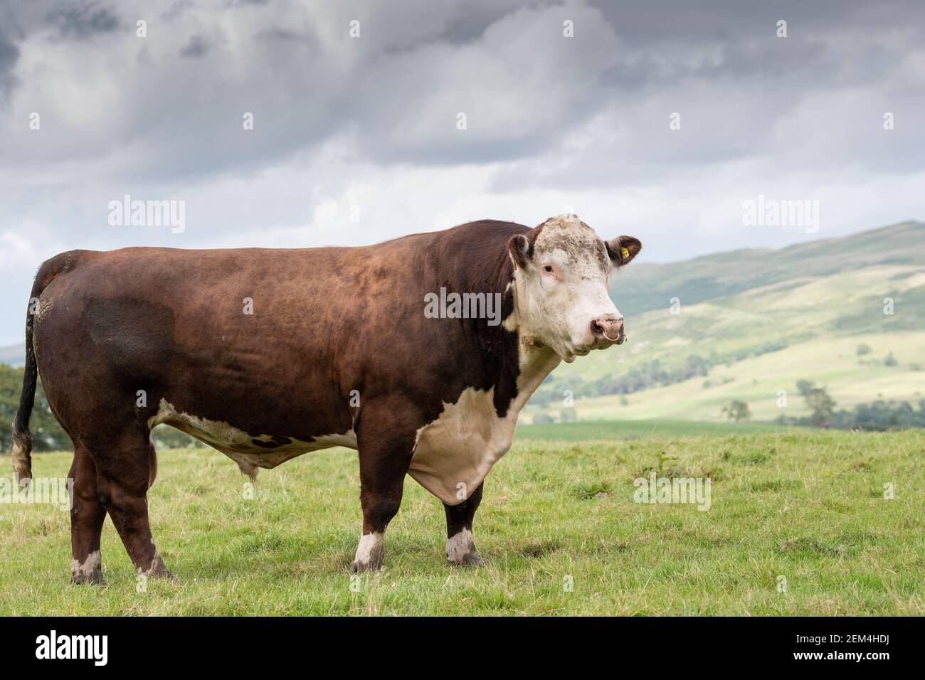 Pedigree Hereford bull out in pasture in Cumbria. UK Stock Photo - Alamy