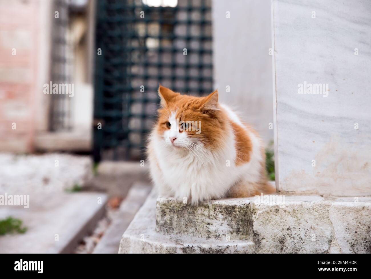 Front portrait of a stray orange tabby cat with long fur, sitting at a historic graveyard, looking away from lens. Stock Photo