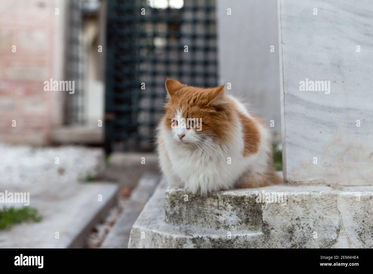 Front portrait of a stray orange tabby cat with long fur, sitting at a historic graveyard, looking away from lens. Stock Photo