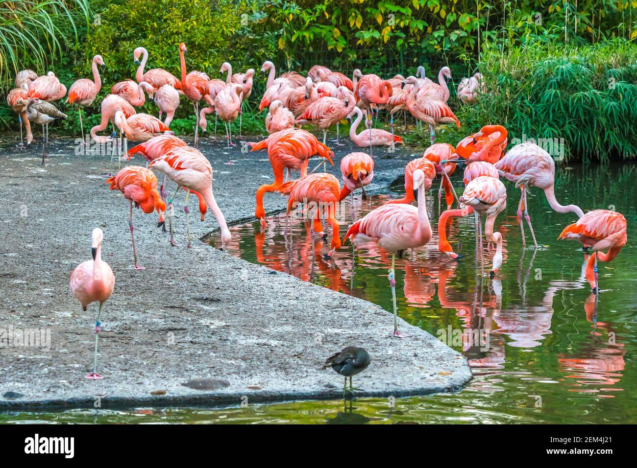 Flock of pink American flamingos (Phoenicopterus ruber) (also known as Caribbean Flamingo) in a garden Stock Photo