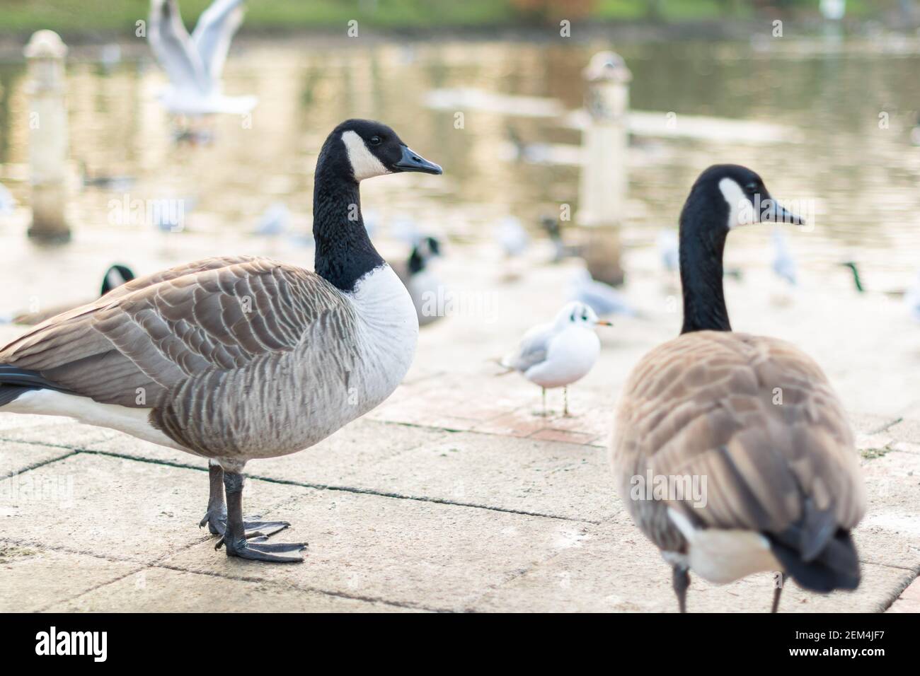 Canada 2025 goose fr