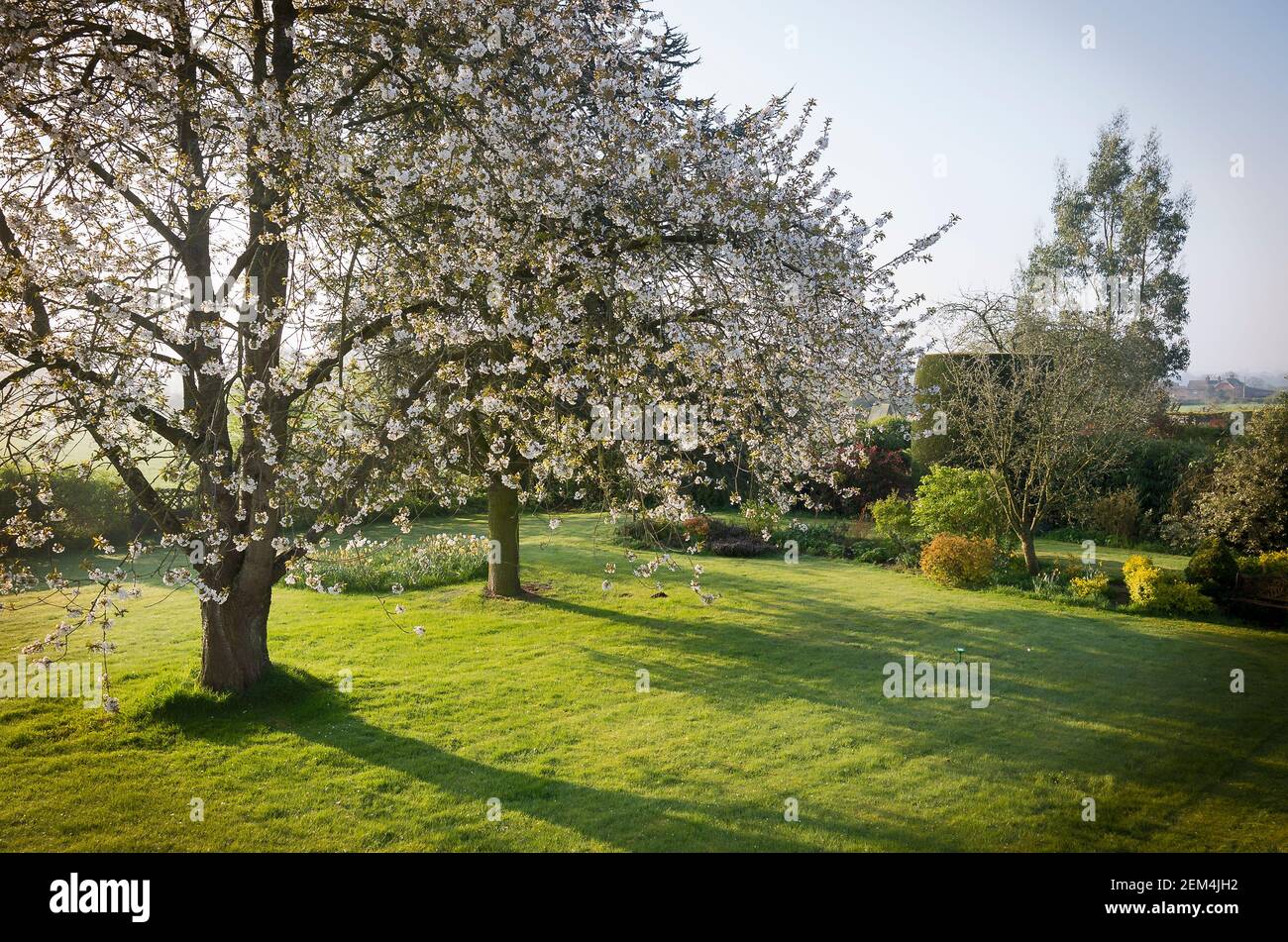 Early morning sunshine illuminates the grass lawn and the flowering Wild Cherry tree in blossom in an English garden in April Stock Photo