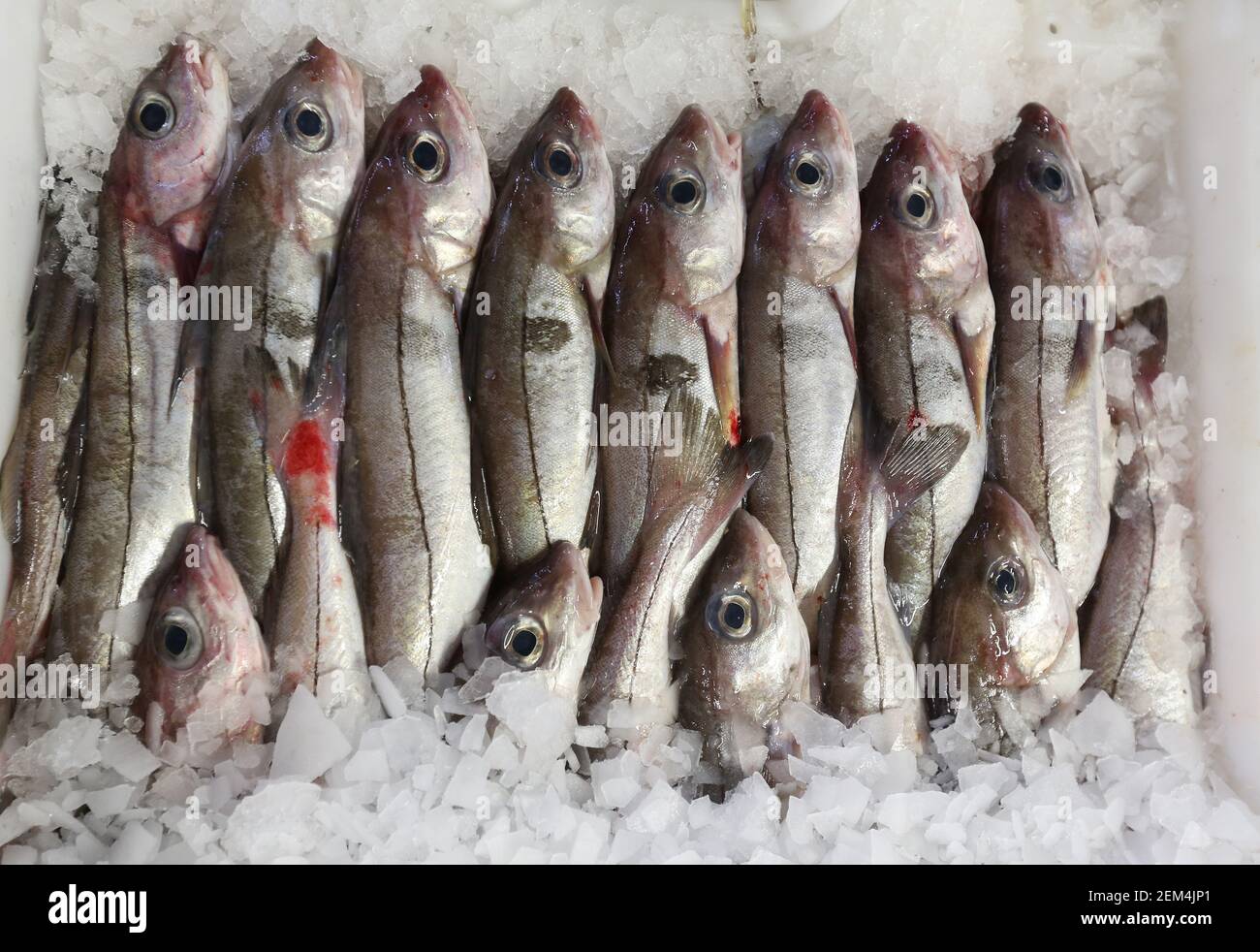 Freshly landed haddock in boxes for sale in a fishmarket Stock Photo