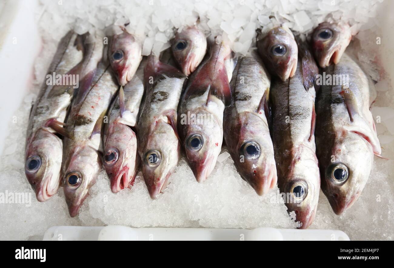 Freshly landed haddock in boxes for sale in a fishmarket Stock Photo