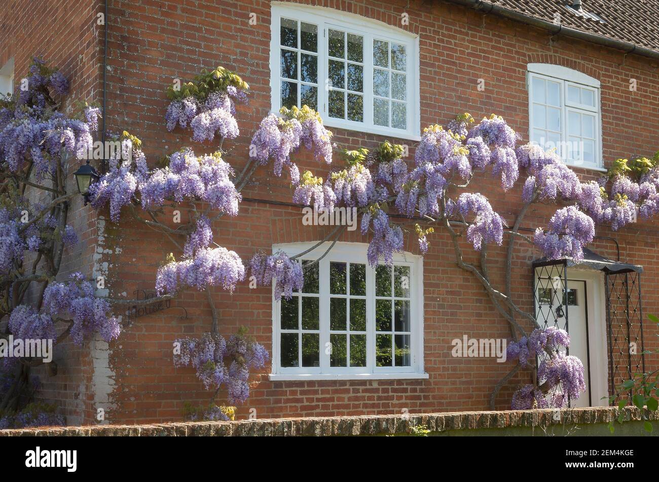 Wisteria sinensis growing up the walls and flowering adding beauty to an old Victorian farmhouse in England UK Stock Photo