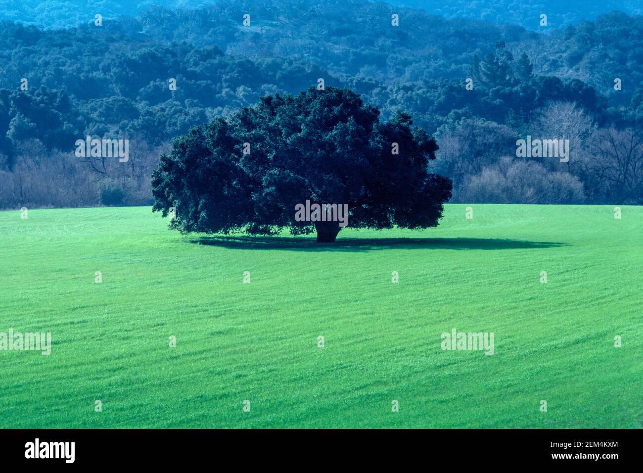 Majestic oak tree hi-res stock photography and images - Alamy