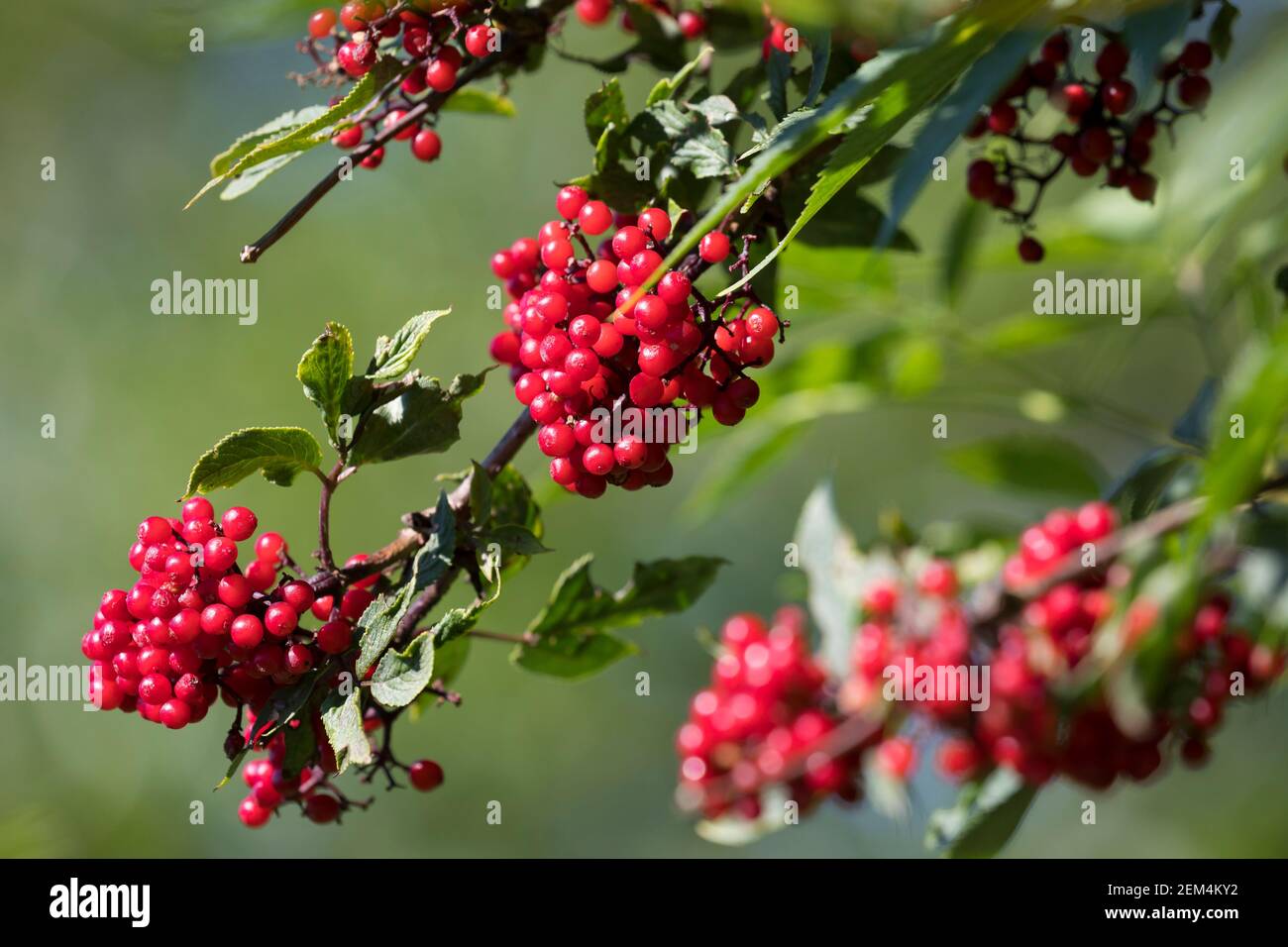 Fruchte hi-res stock photography and images - Alamy