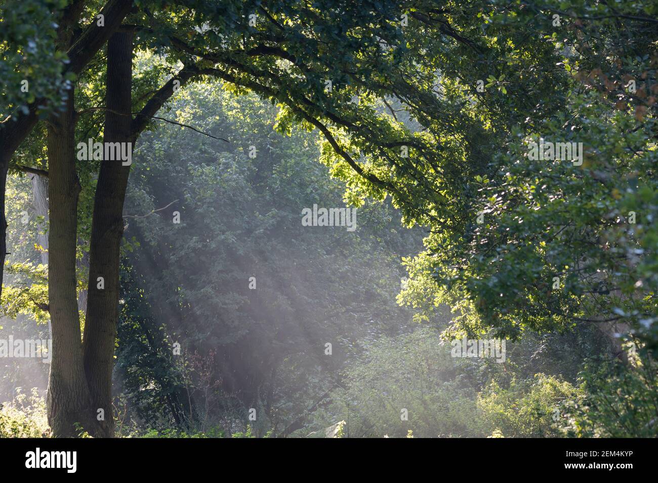 Sonnenstrahlen, Sonnenstrahl, scheinen durch das Blätterdach einer Eiche, Eichen, Stimmung, stimmungsvoll, Quercus, shafts of sunlight, sunbeam, ray o Stock Photo