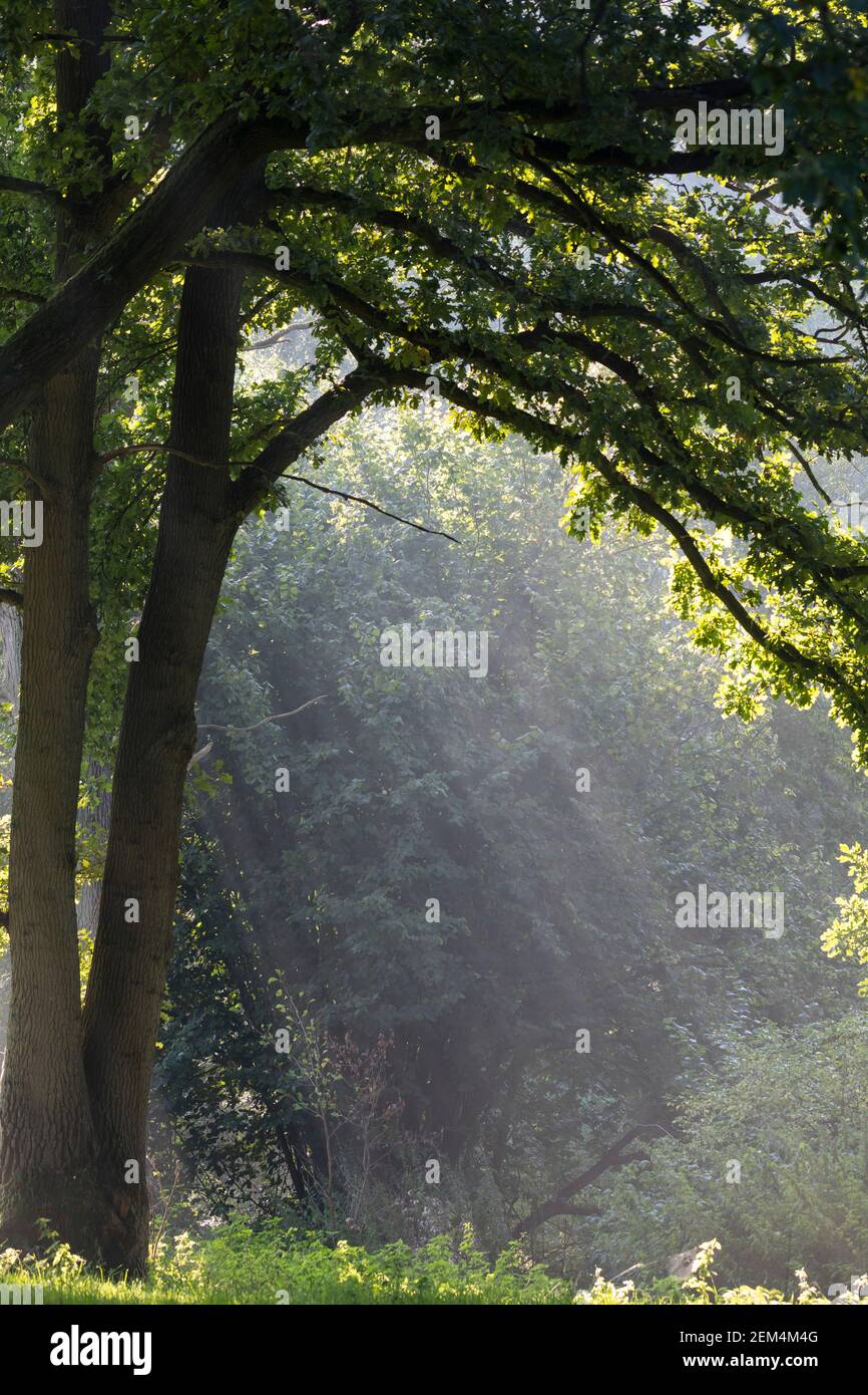 Sonnenstrahlen, Sonnenstrahl, scheinen durch das Blätterdach einer Eiche, Eichen, Stimmung, stimmungsvoll, Quercus, shafts of sunlight, sunbeam, ray o Stock Photo