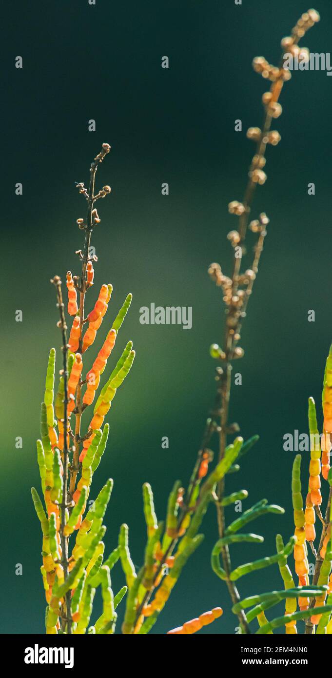 Salicornia growing in salt marshes and beach Stock Photo