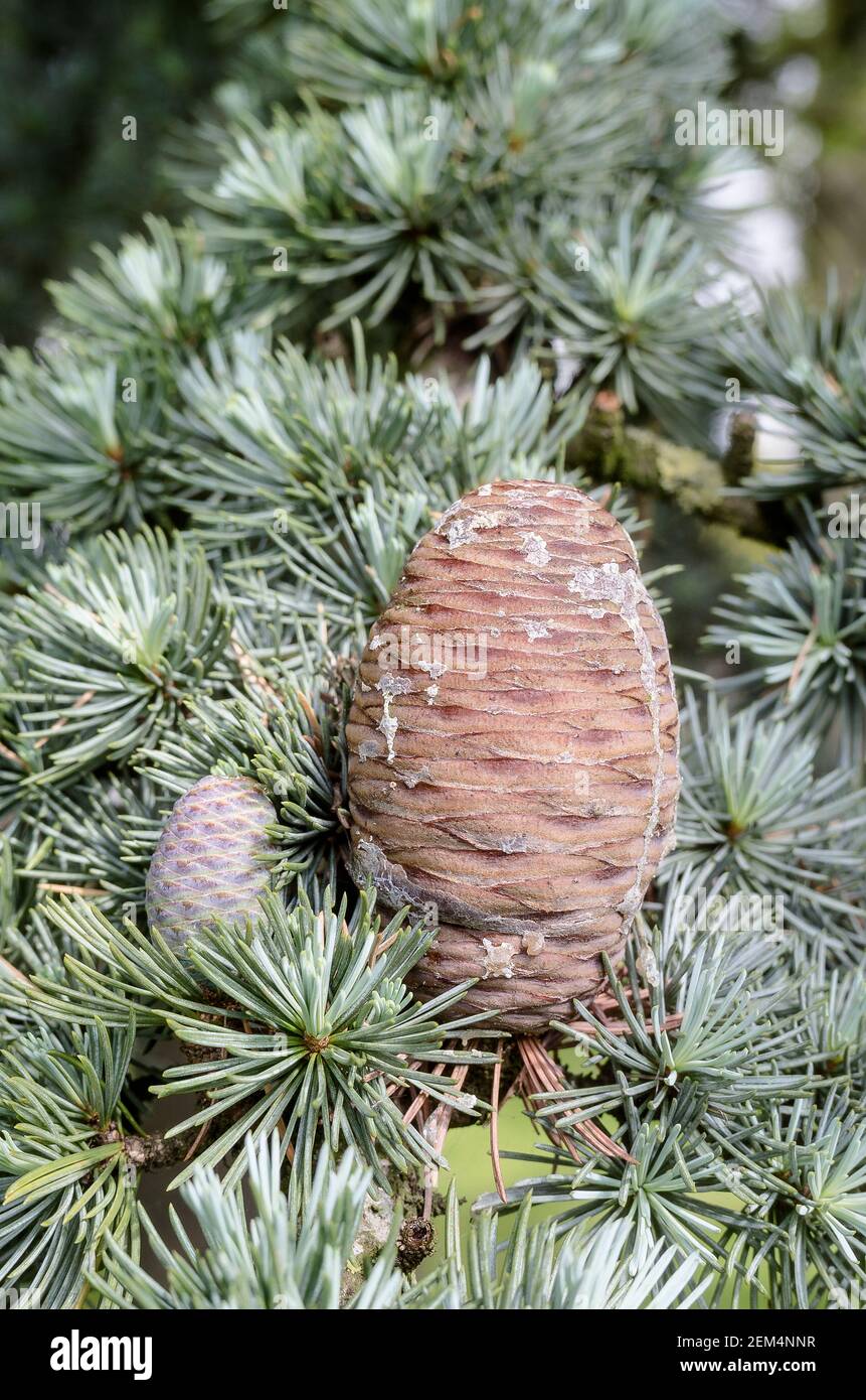 Fruiting cone growing on a Cedrus atlantica evergreen tree in UK Stock Photo