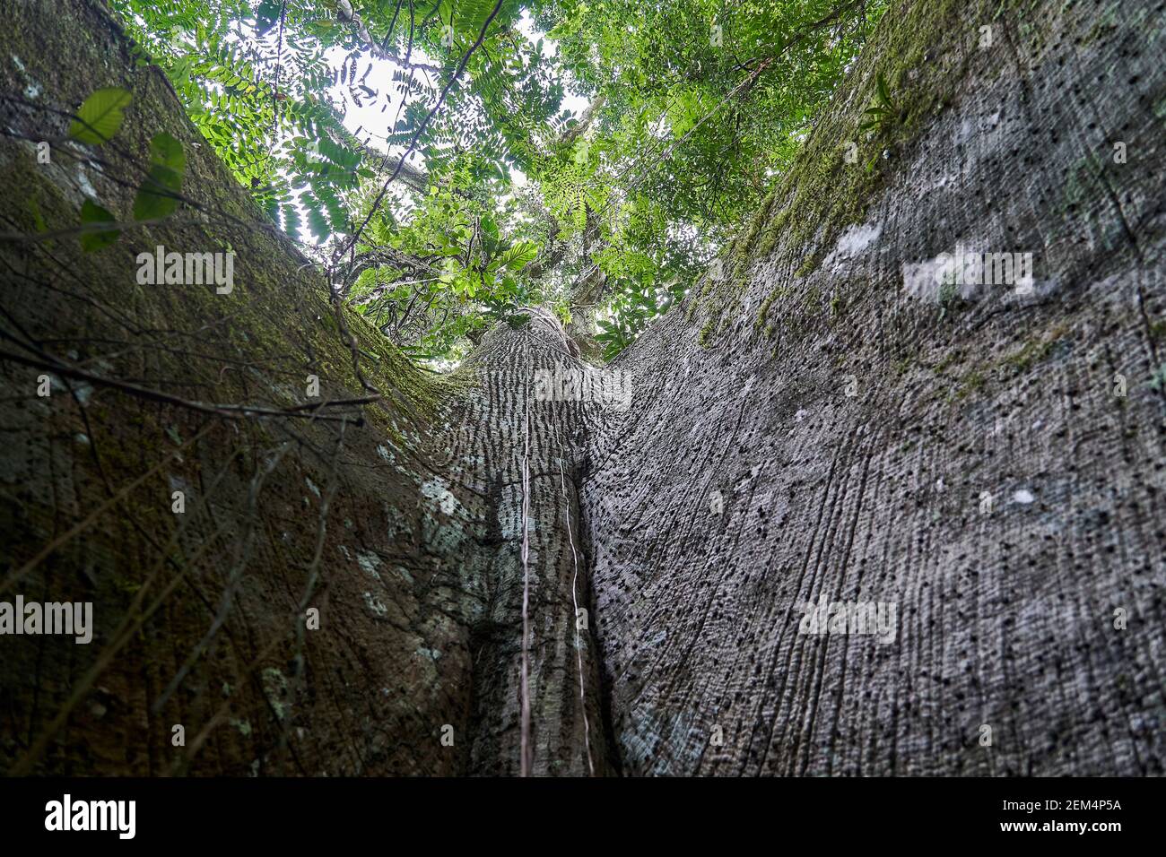 Buttress roots of a tall and exotic jungle tree in the rainforest of the cuyabeno national park in Ecuador, South America Stock Photo