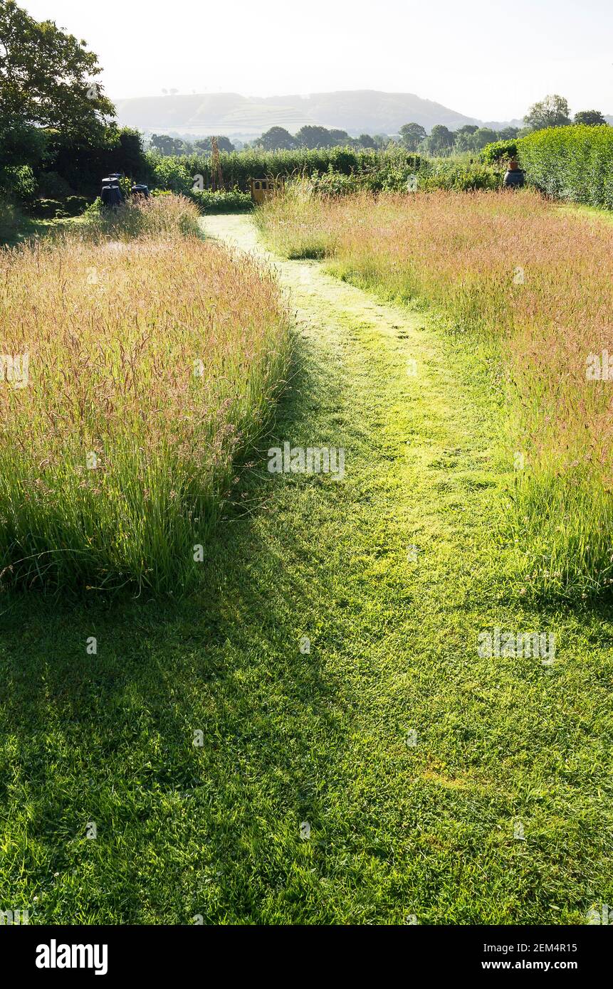 A pleasing invitation to meander this grass path through a small garden to the rising land beyond an English garden UK in early morning lighty Stock Photo