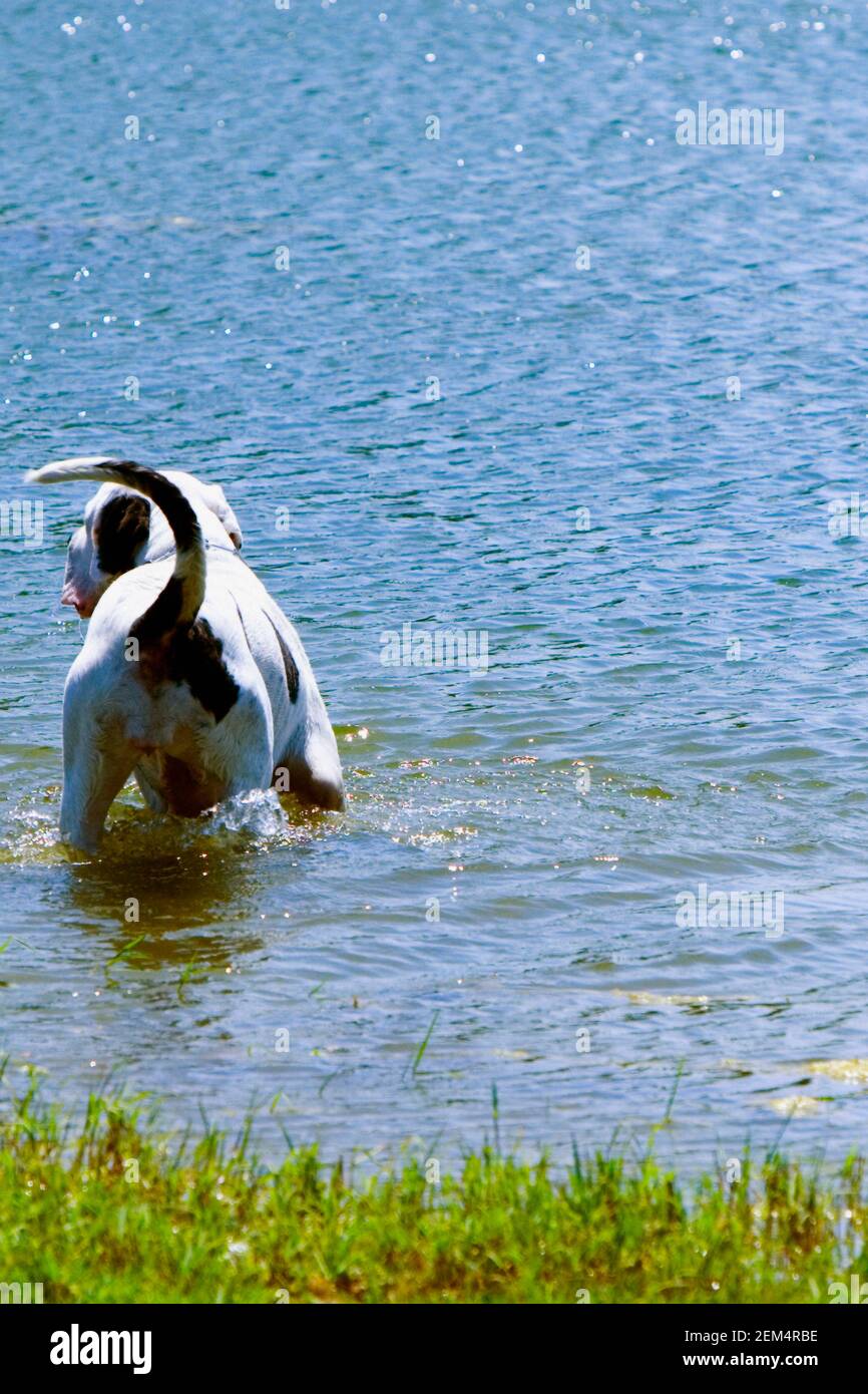Close-up of a dog standing in water Stock Photo