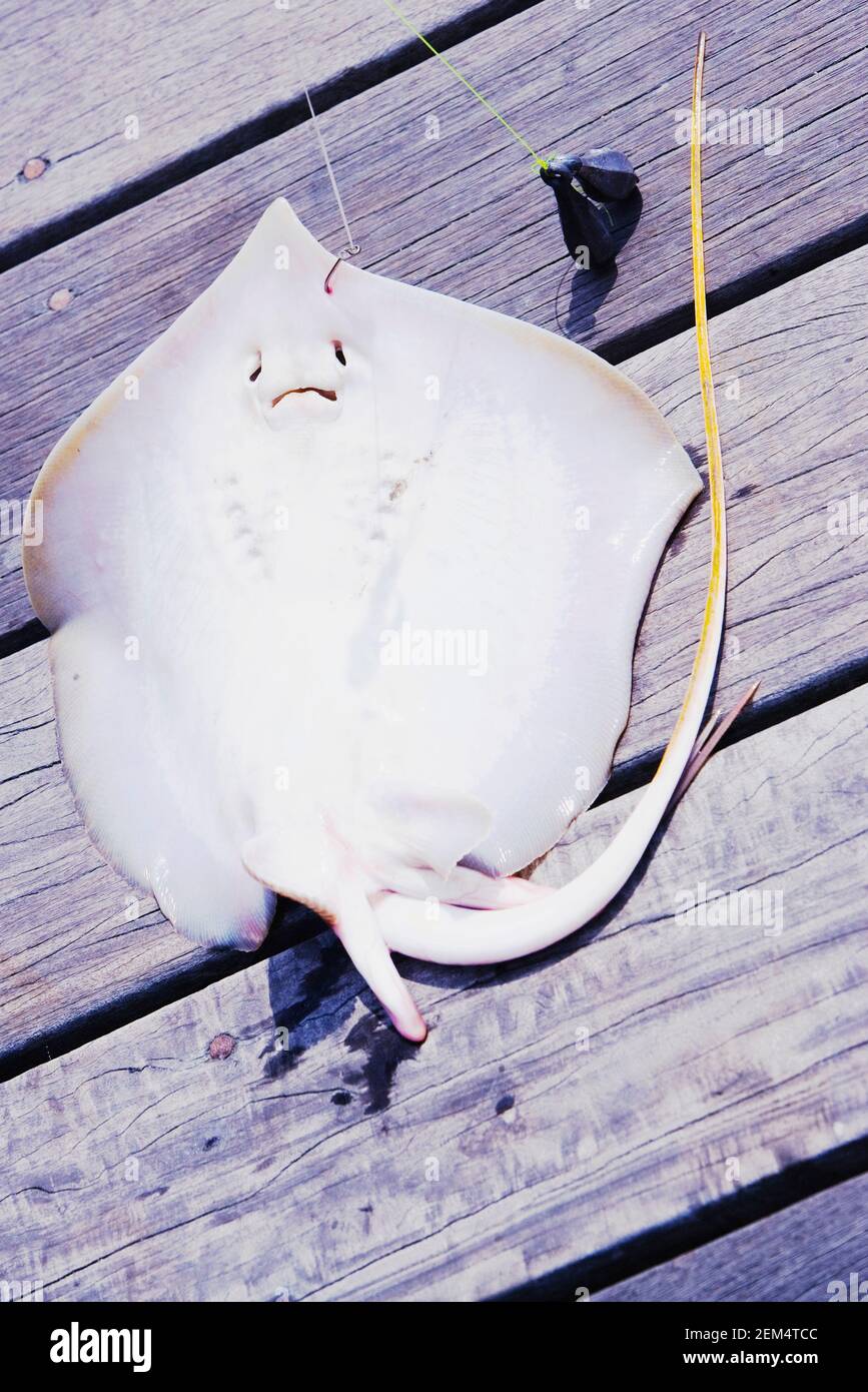 High angle view of a dead skate on a pier Stock Photo