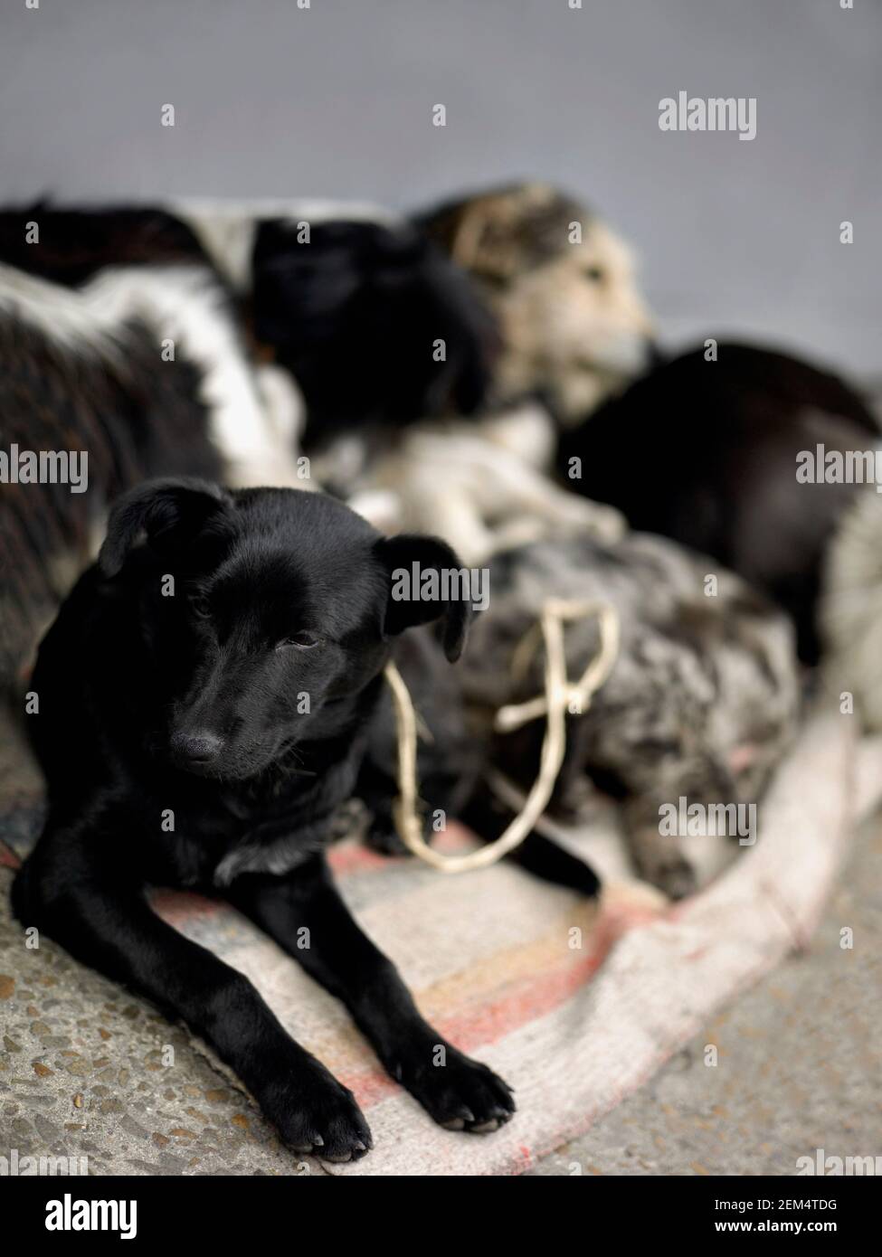 Close-up of a dog Stock Photo