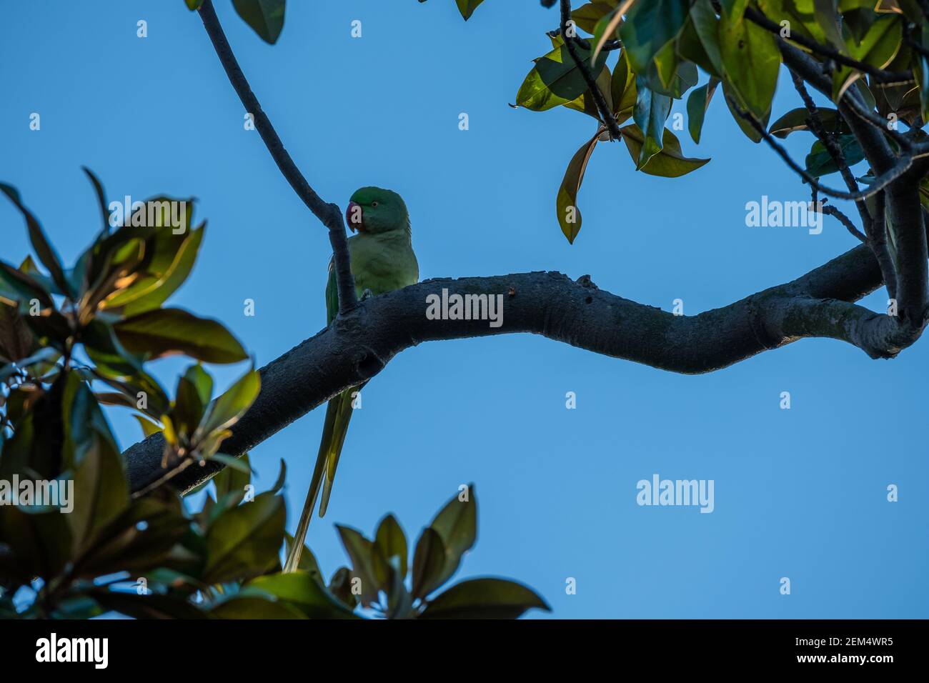 Tanygnathus megalorynchos hires stock photography and images Alamy