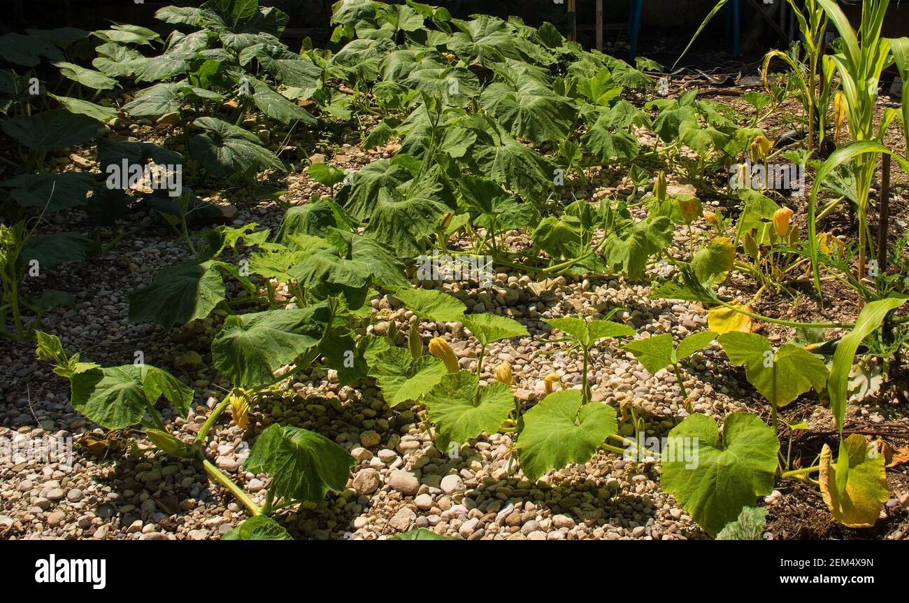 A mixture of butternut squash and Marina di Chioggia pumpkins growing in Friuli-Venezia Giulia, noth east Italy. Some corn and courgette plants can be Stock Photo