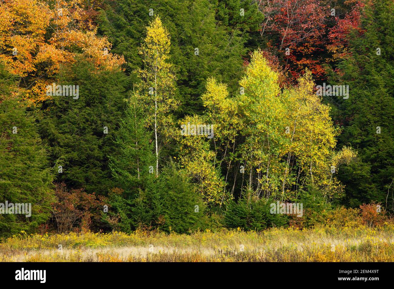 Hardwood trees hi-res stock photography and images - Alamy