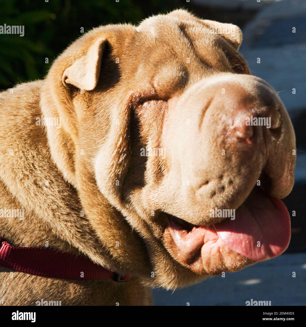 Close-up of a bulldog Stock Photo