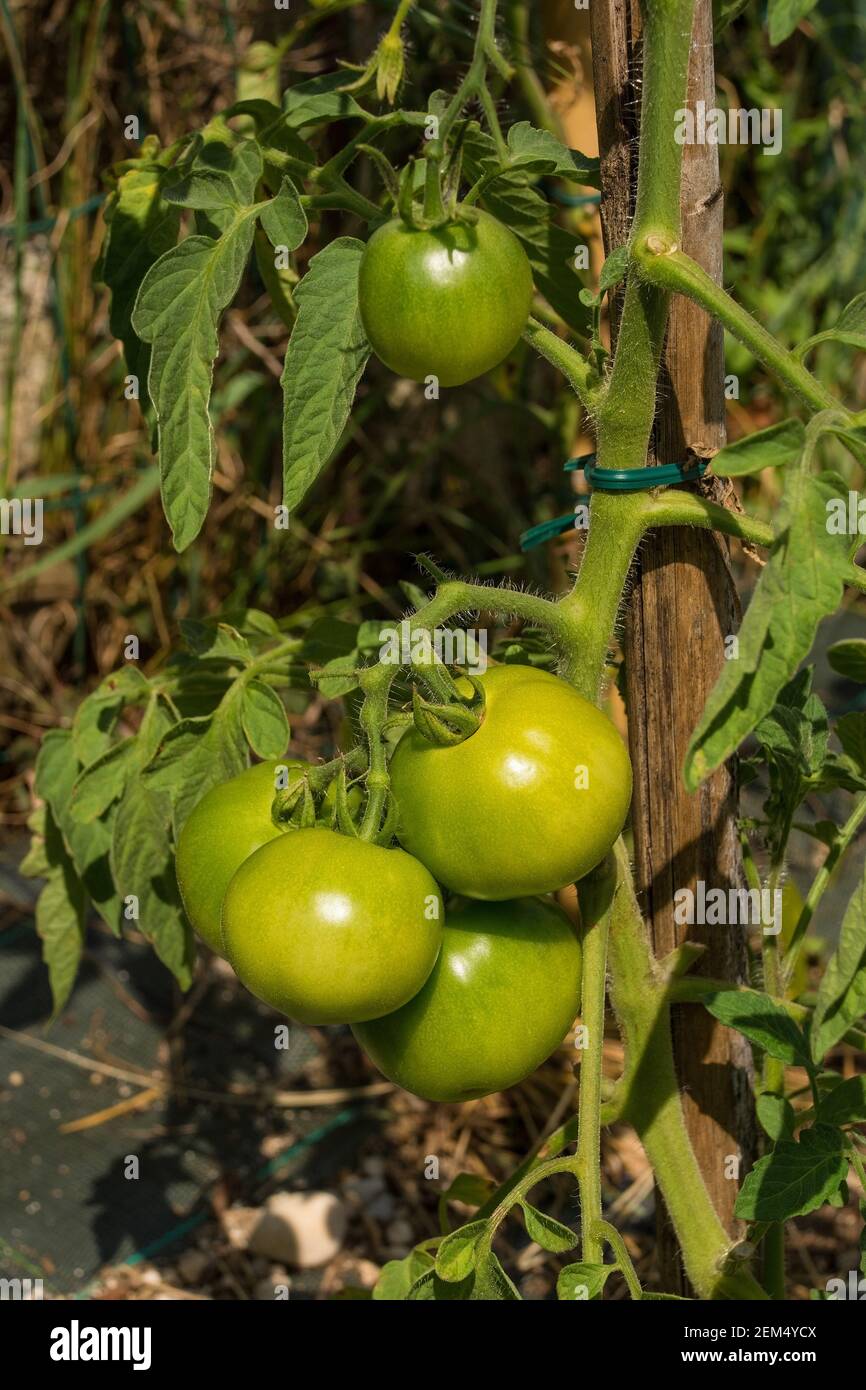 A bunch of unripe Dunne tomatoes, a cross between the San Marzano and Dattero varieties. Growing in Friuli-Venezia Giulia, north east Italy Stock Photo