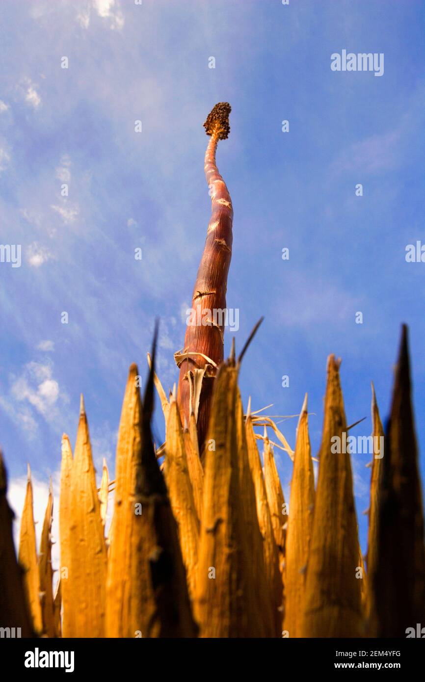 Day low angle view hi-res stock photography and images - Alamy