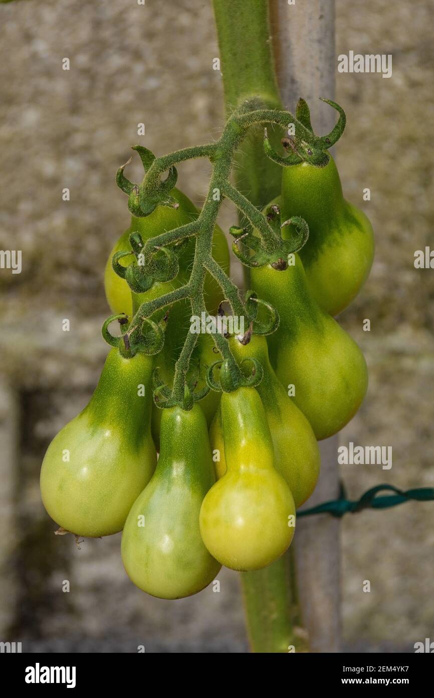 A bunch of unripe heirloom yellow pear tomatoes, sometimes known as Beam's Yellow Pear, growing in Friuli-Venezia Giulia, north east Italy Stock Photo