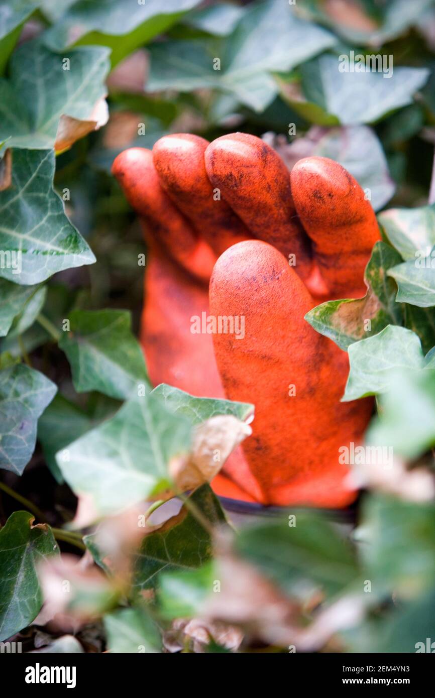 Close-up of a gardening glove with leaves Stock Photo