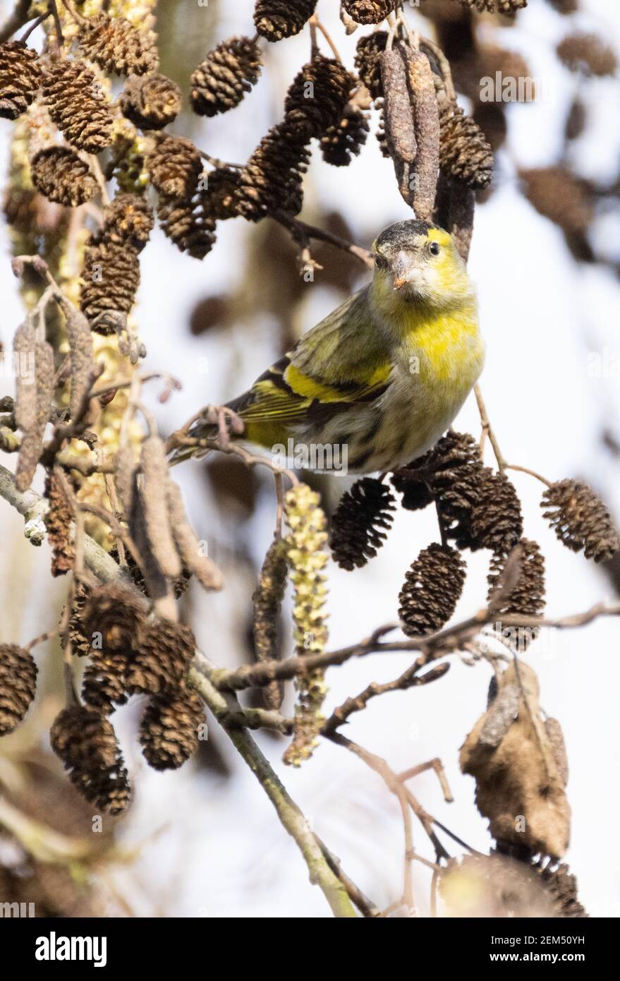 Siskin UK; Eurasian Siskin, Spinus spinus, perching in an alder tree