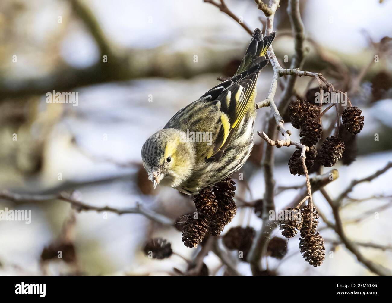 Siskin UK; Eurasian Siskin, Spinus spinus, perching in an alder tree, example of small garden birds, lackford Lakes,Suffolk UK Stock Photo