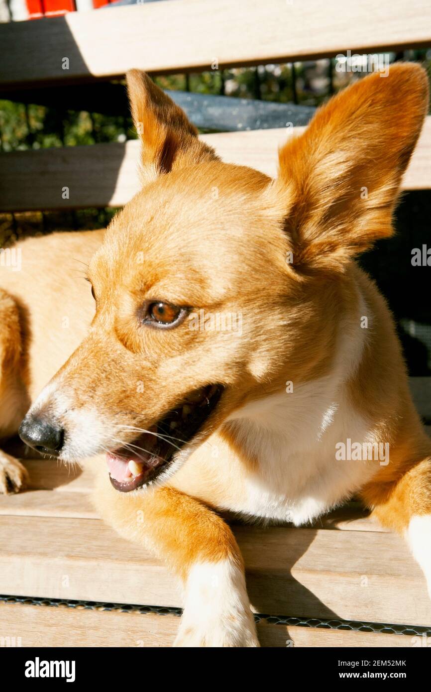 How Do I Keep My Dogs Ears Down