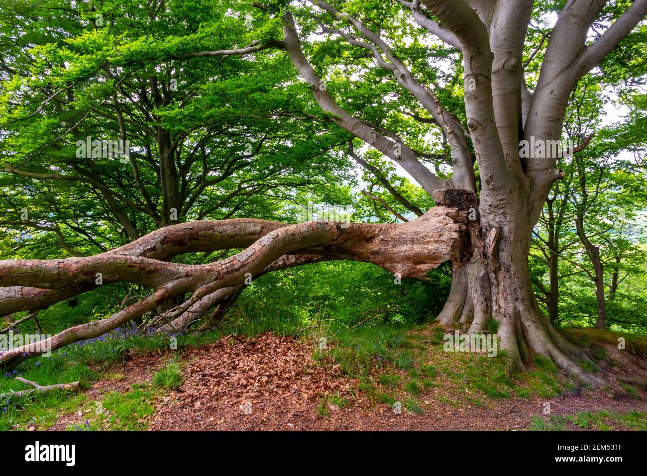 Beech tree with broken branch in woodland Stock Photo Alamy