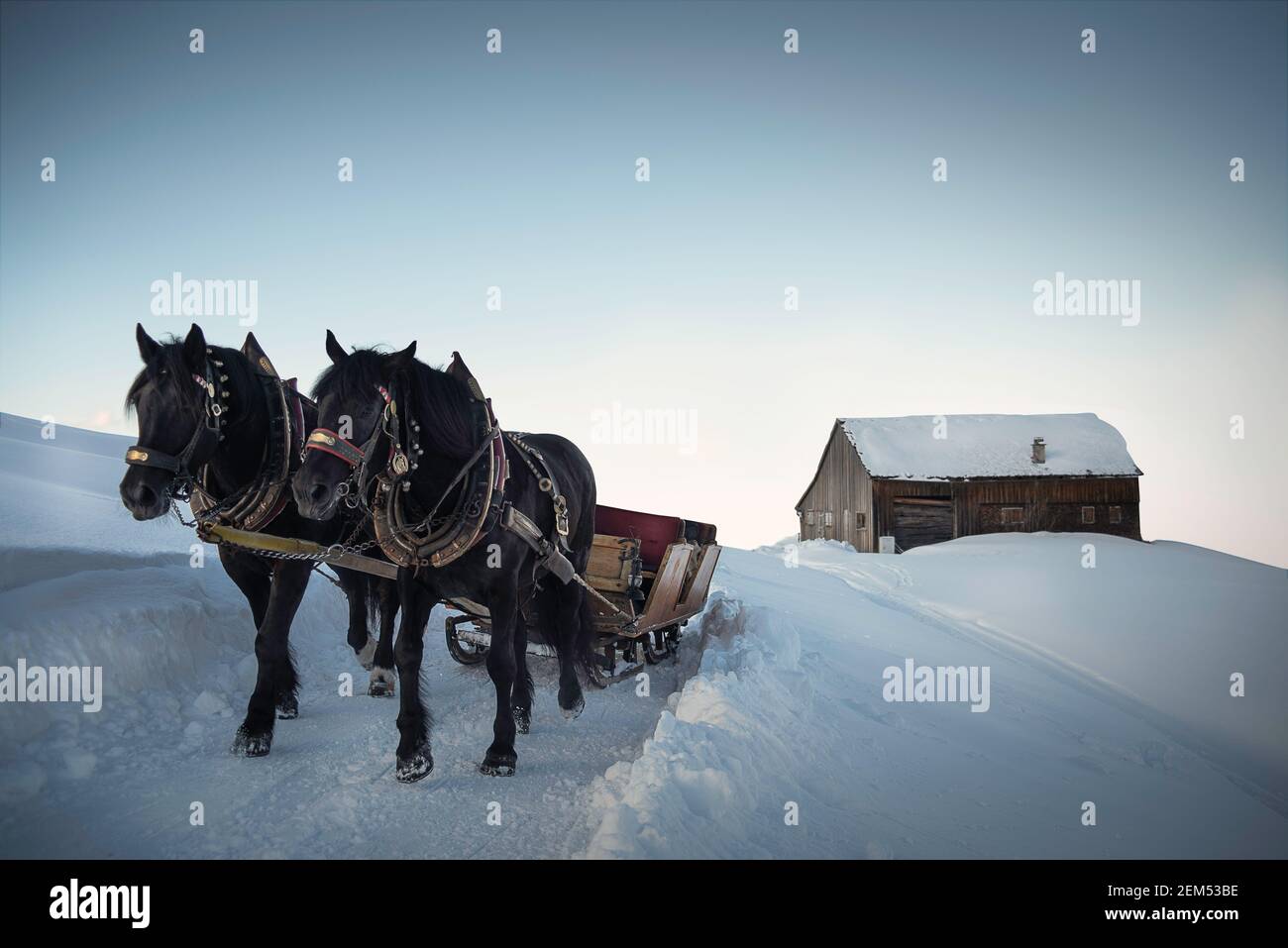 black horses pull a carriage on a snow-covered mountain road, light colors, Nordic scene, tradition Stock Photo