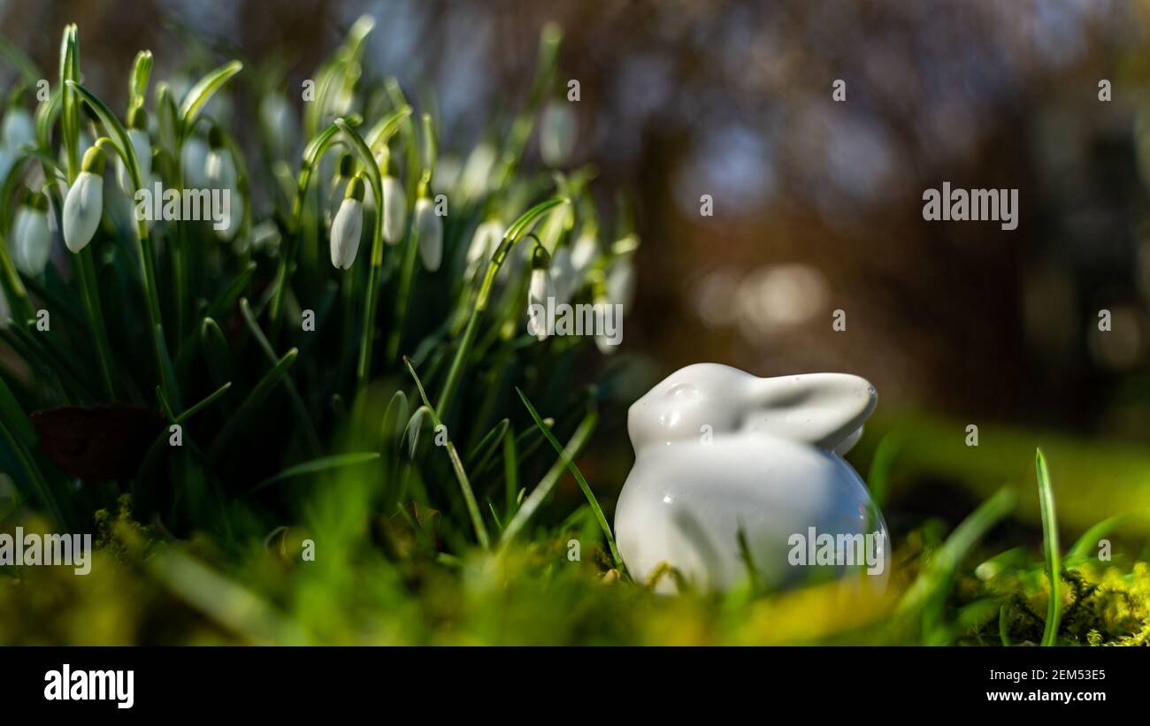 Osterhase aus Porzellan wartet vor den Schneeglöckchen auf seinen Auftritt. Porcelain Easter bunny waits in front of the snowdrops to appear. Ostern Stock Photo