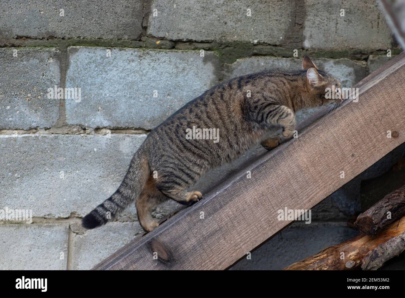 tabby cat climbs a wooden beam along the fence Stock Photo - Alamy