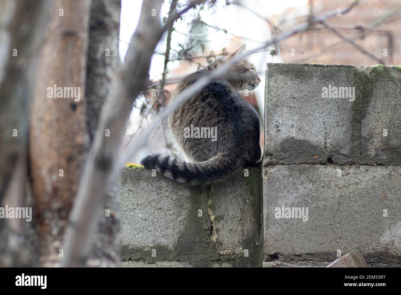 on a bright day a tabby cat on a fence on a green moss Stock Photo - Alamy