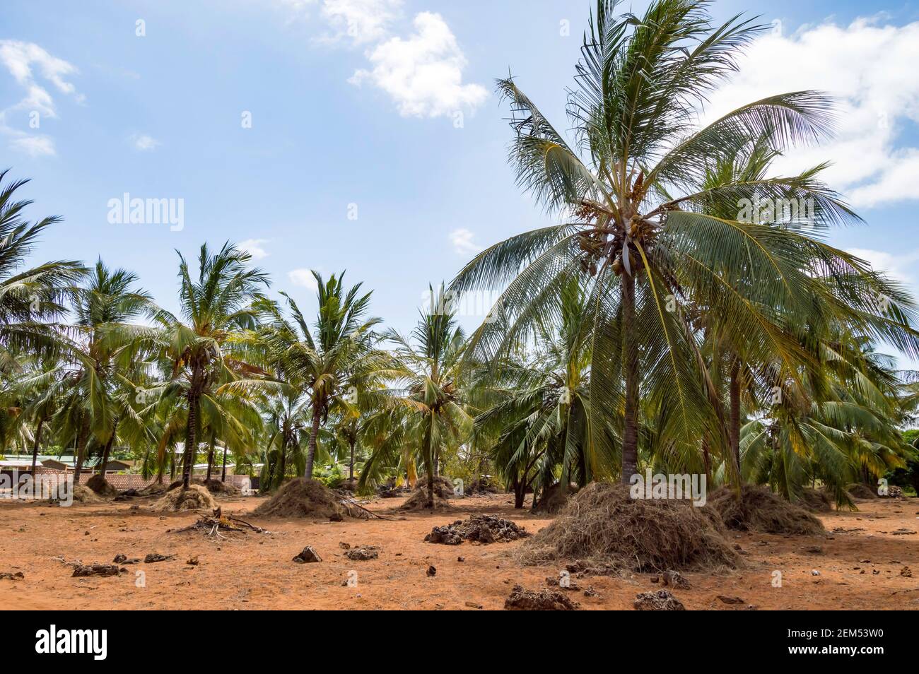 A large plantation of coconut palms and huts on the shores of the Indian Ocean, Watamu. Kenya Stock Photo