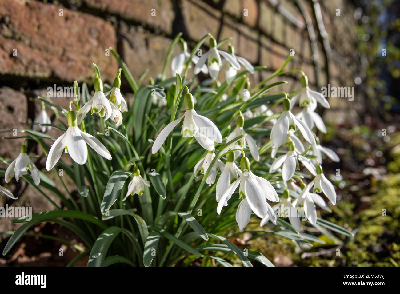 Snowdrops in an urban setting. Shot by a wall in a churchyard. Stock Photo