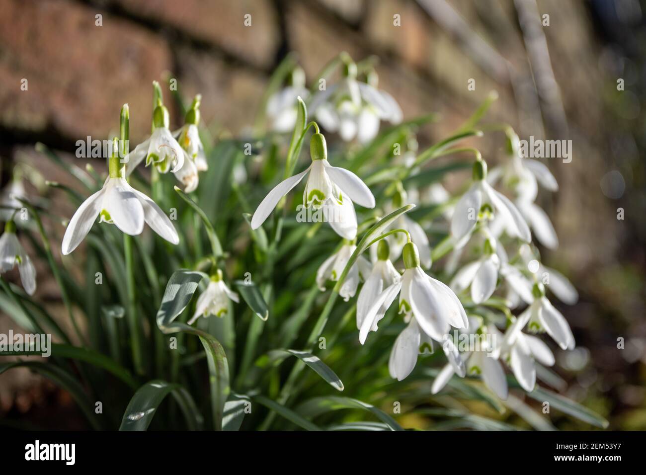 Snowdrops in an urban setting. Shot by a wall in a churchyard. Stock Photo