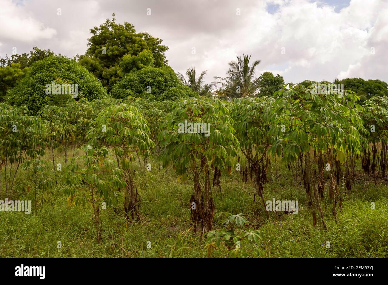 Cassava plantation in the countryside near the town of Watamu in Kenya Stock Photo