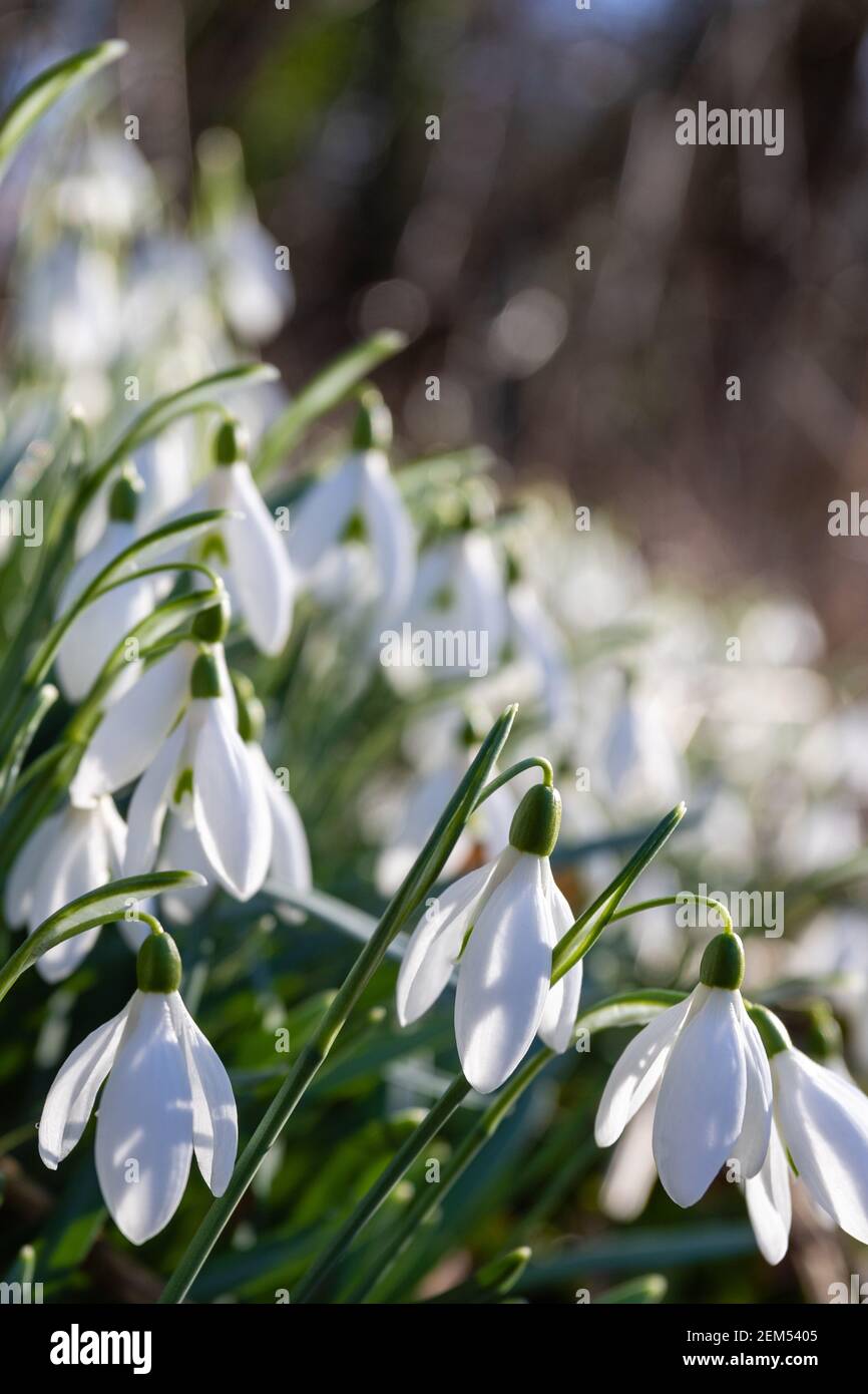 Snowdrops in an urban setting. Shot by a wall in a churchyard. Stock Photo