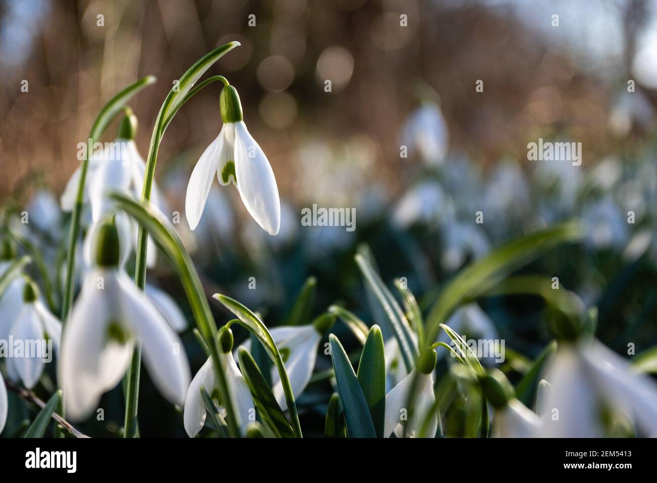 Snowdrops in an urban setting. Shot by a wall in a churchyard. Stock Photo