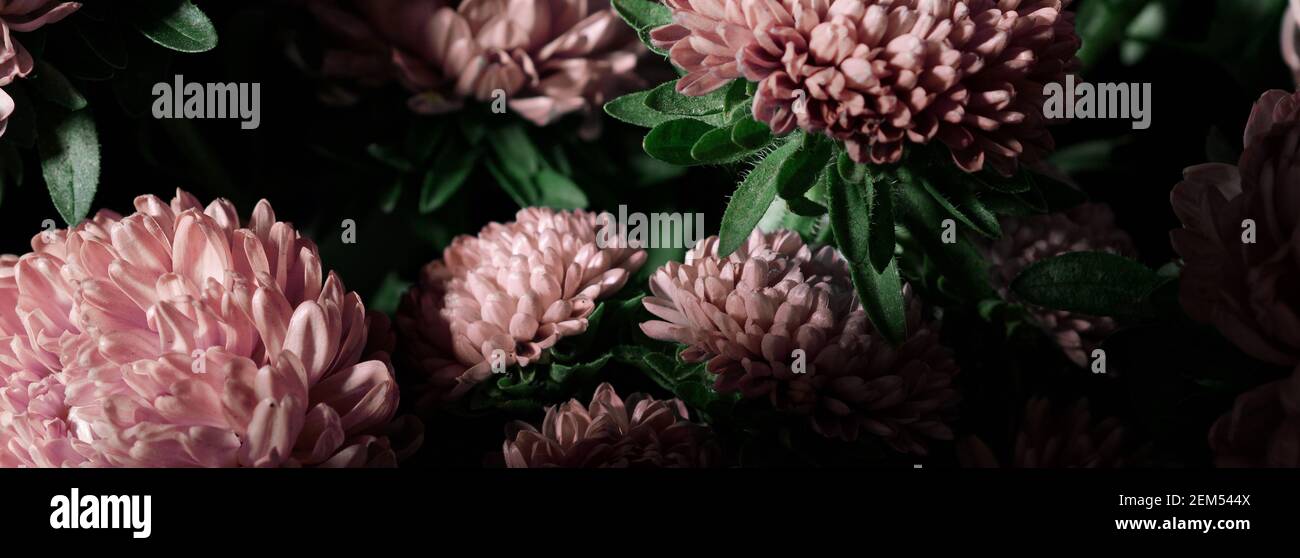 Botanical floral dark moody banner or background with pink asters flowers bouquet, closeup, copy space, greenhouse and indoor garden concept, dark moo Stock Photo