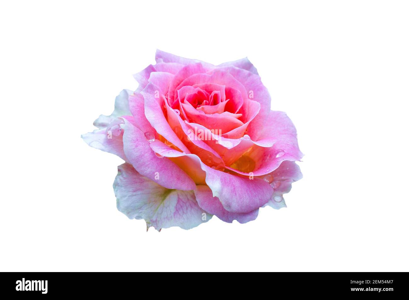 Fully open, gently pink with many shades lovely rose plant flower, isolate Stock Photo