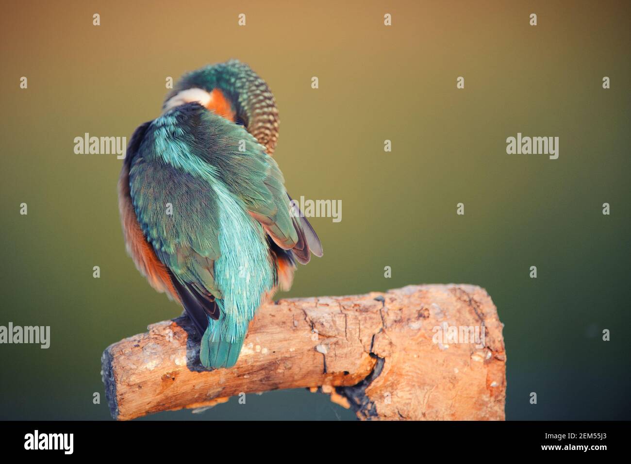 Common Kingfisher (Alcedo atthis) sitting on a beautiful background, and preening. Close up. Stock Photo