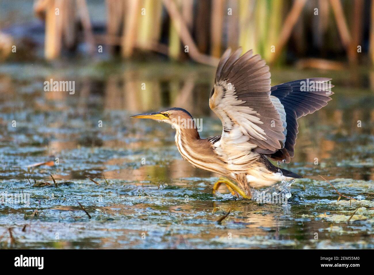 Little bittern Ixobrychus minutus, stands in the water with its wings spread out. Stock Photo